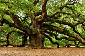 Photo of Oak Tree